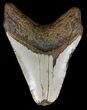 Bargain, Megalodon Tooth - North Carolina #54780-2